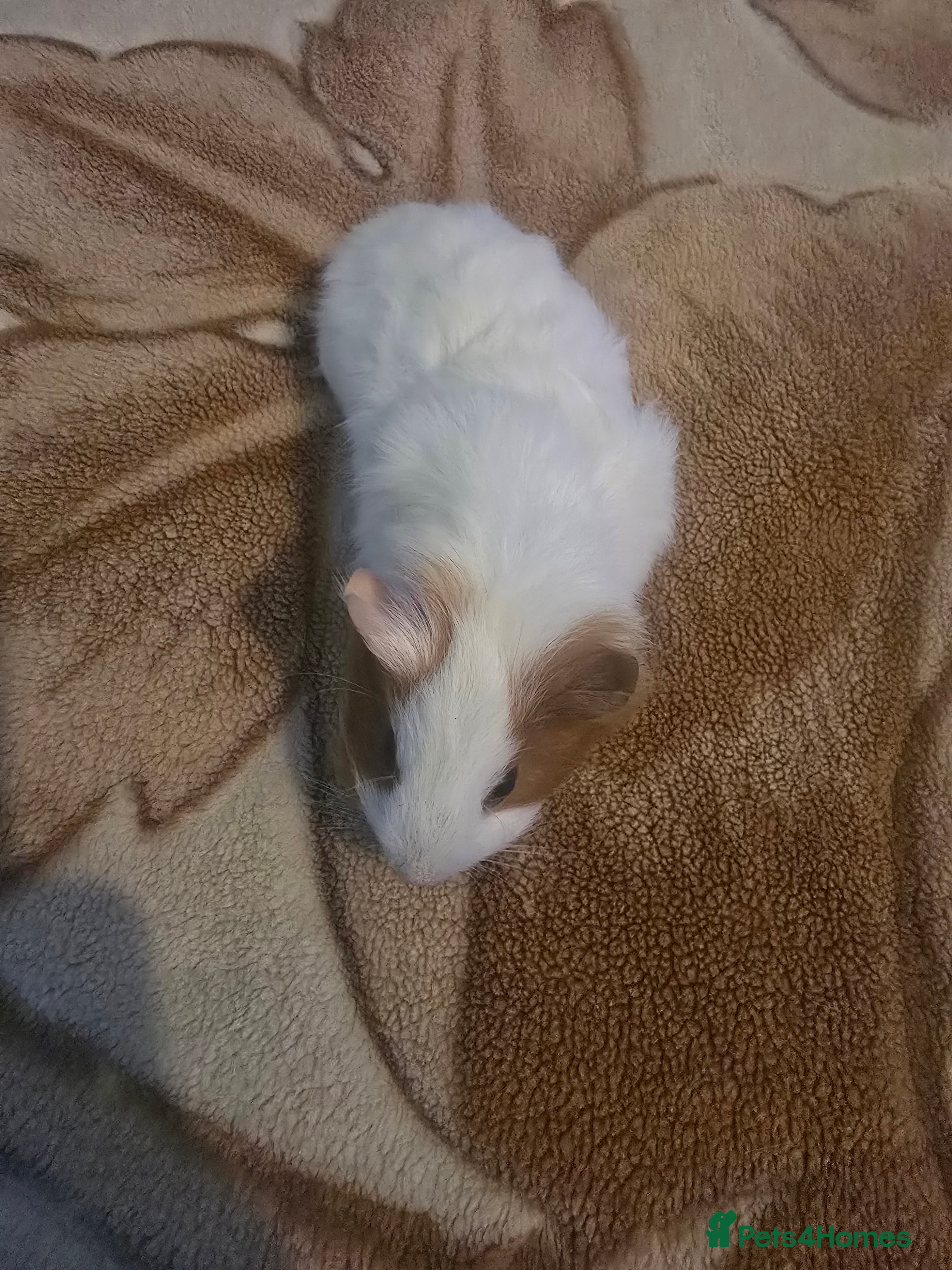 Guinea Pig rodents Guinea pig baby - Advert 9