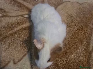 Guinea Pig rodents Guinea pig baby - Advert 9