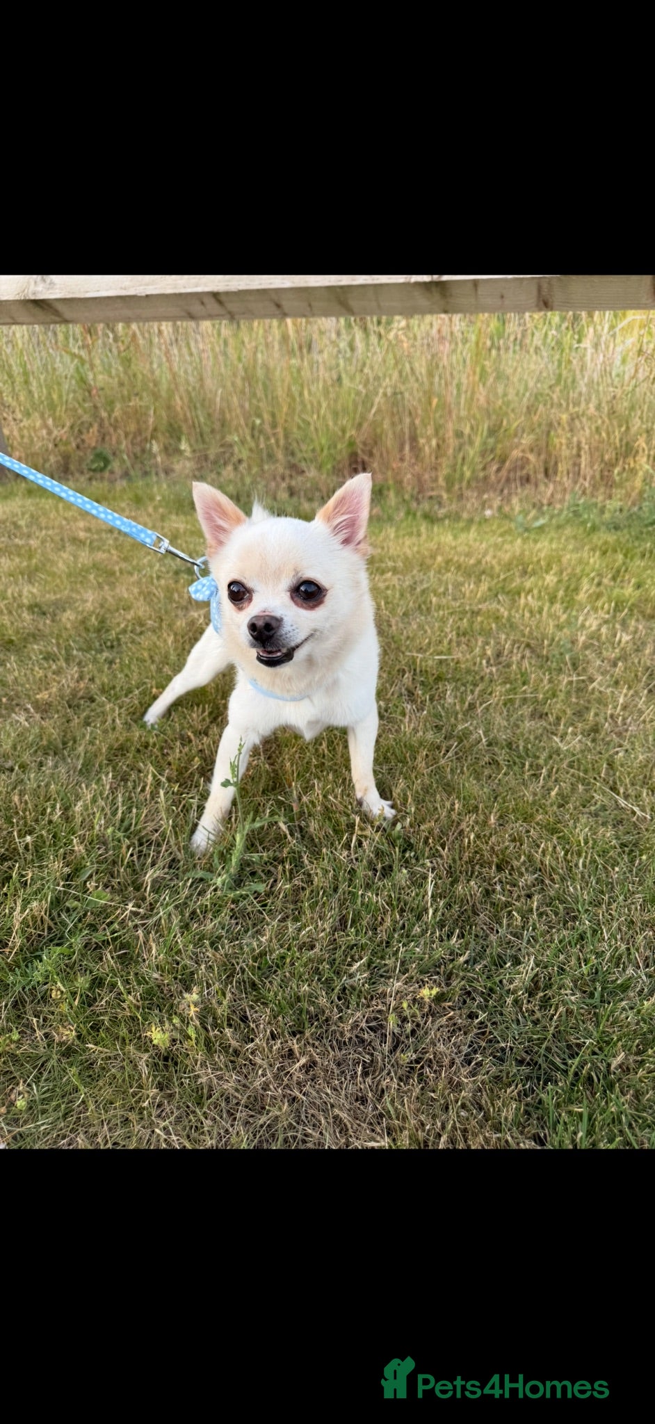 Chihuahua dogs Male chihuahua  - Advert 5