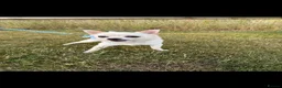 Chihuahua dogs for sale: Male chihuahua  - Advert 1