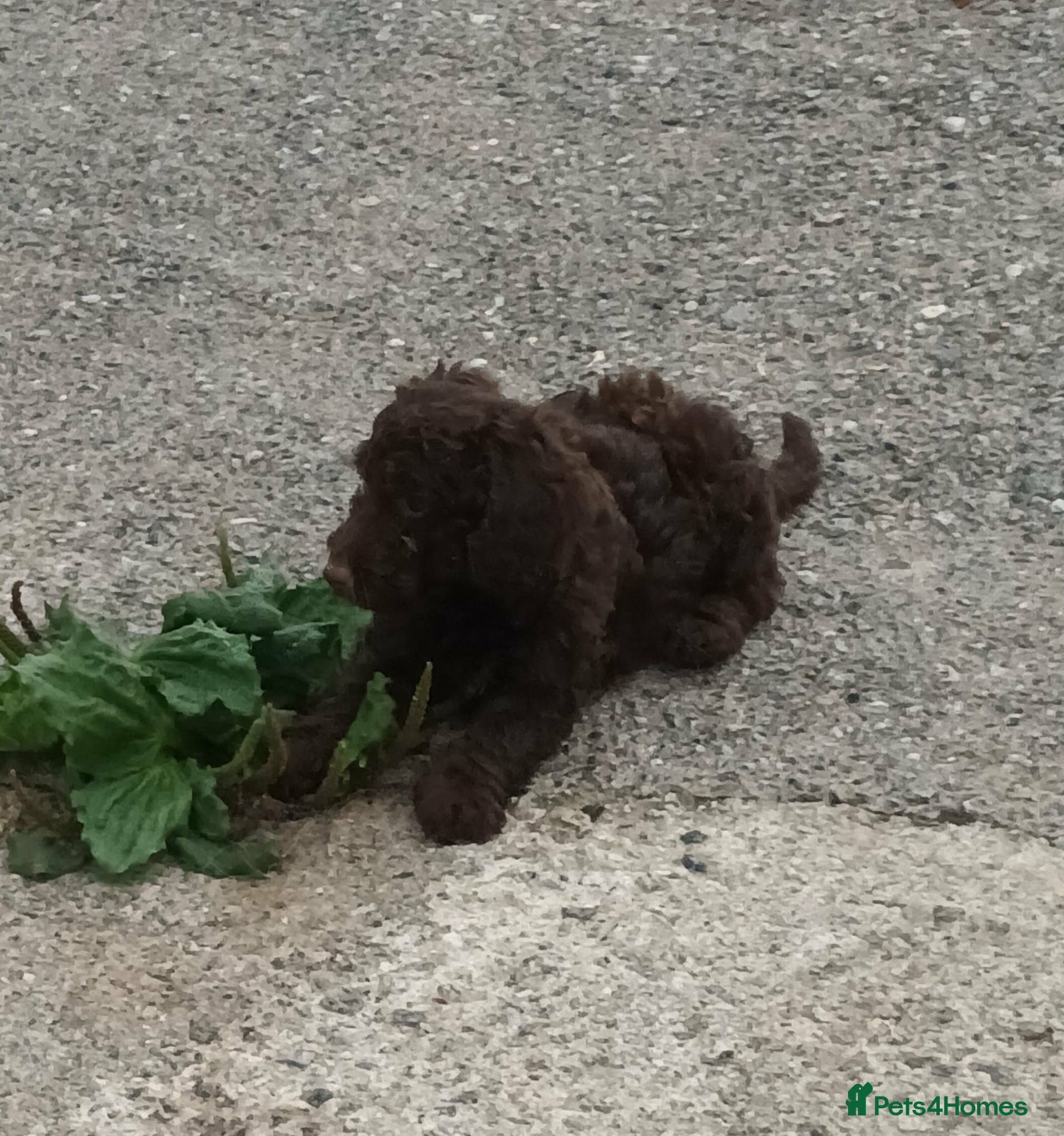 Cockapoo dogs READY NOW LOVELY F1b COCKAPOO, 5* LICENCED BREEDER - Advert 6