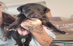 Whippet dogs for sale: Whippet  - Image 9