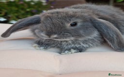 French Lop rabbits for sale: Pure bred french lop babies - Image 7