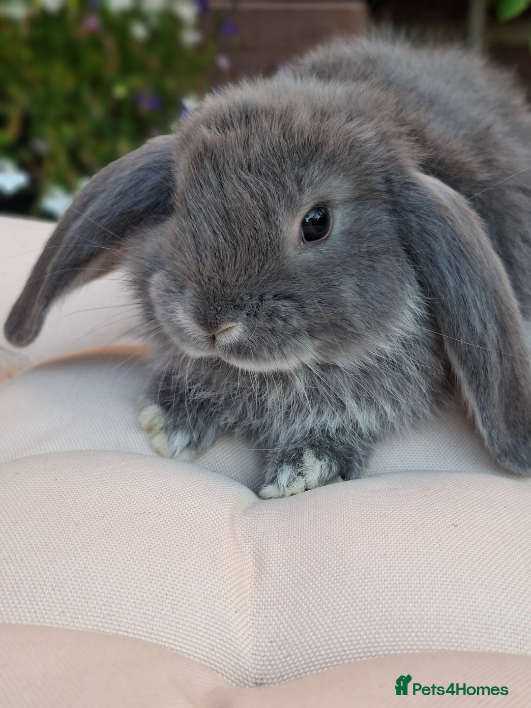 French Lop rabbits for sale: Pure bred french lop babies - Image 7