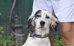 English Setter dogs for adoption: Txispa - Image 10