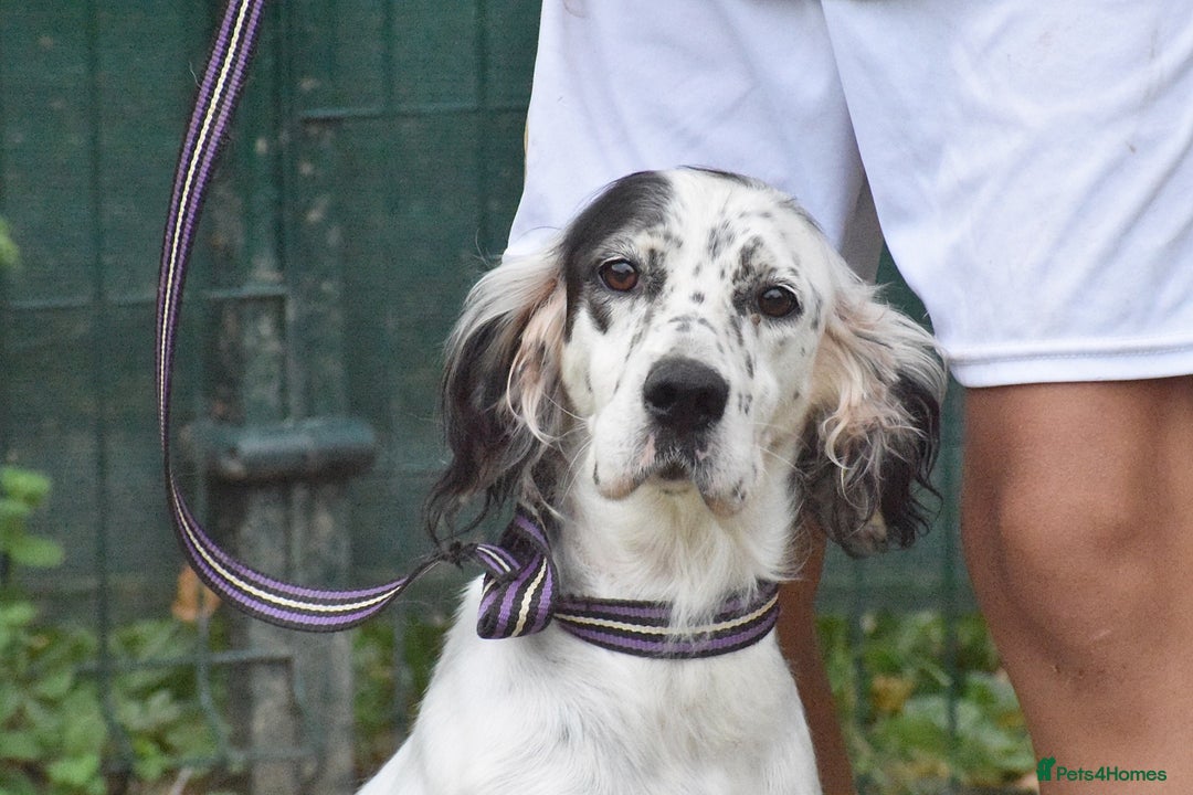 English Setter dogs for adoption: Txispa - Image 10
