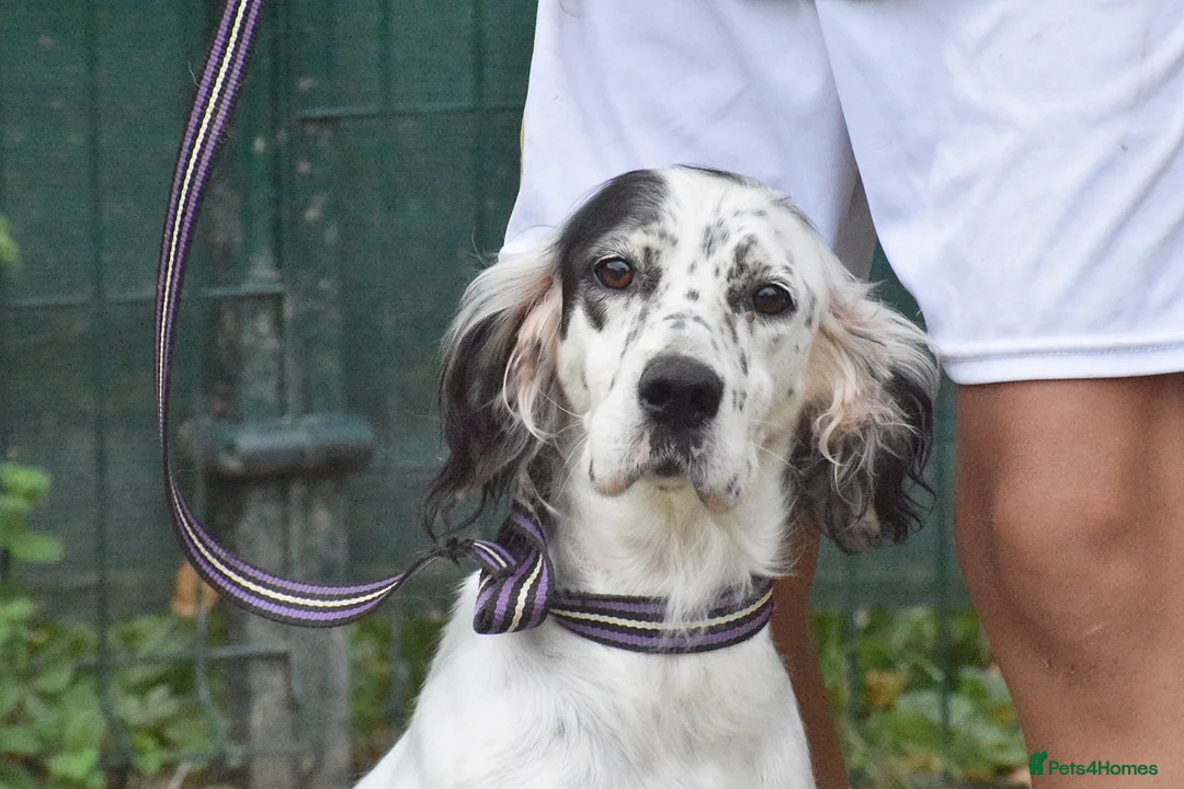 English Setter dogs for adoption: Txispa - Advert 11