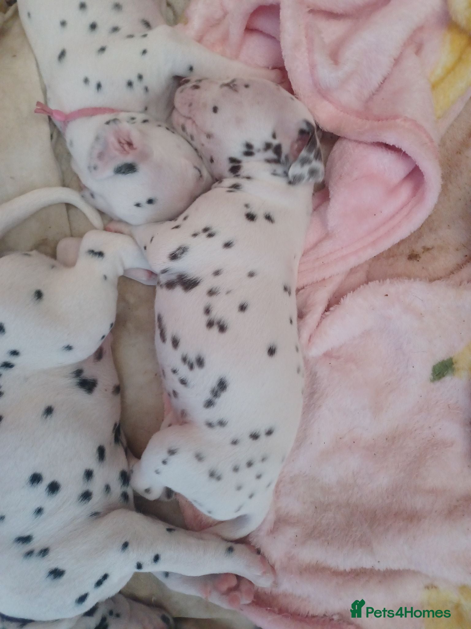 Dalmatian dogs Dalmatian puppies  - Advert 16