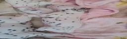 Dalmatian dogs for sale: Dalmatian puppies  - Advert 1