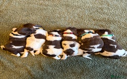 English Springer Spaniel dogs for sale: 🐶 6 x KC REG SPRINGER SPANIELS READY 30th OCT 🎃 - Image 4