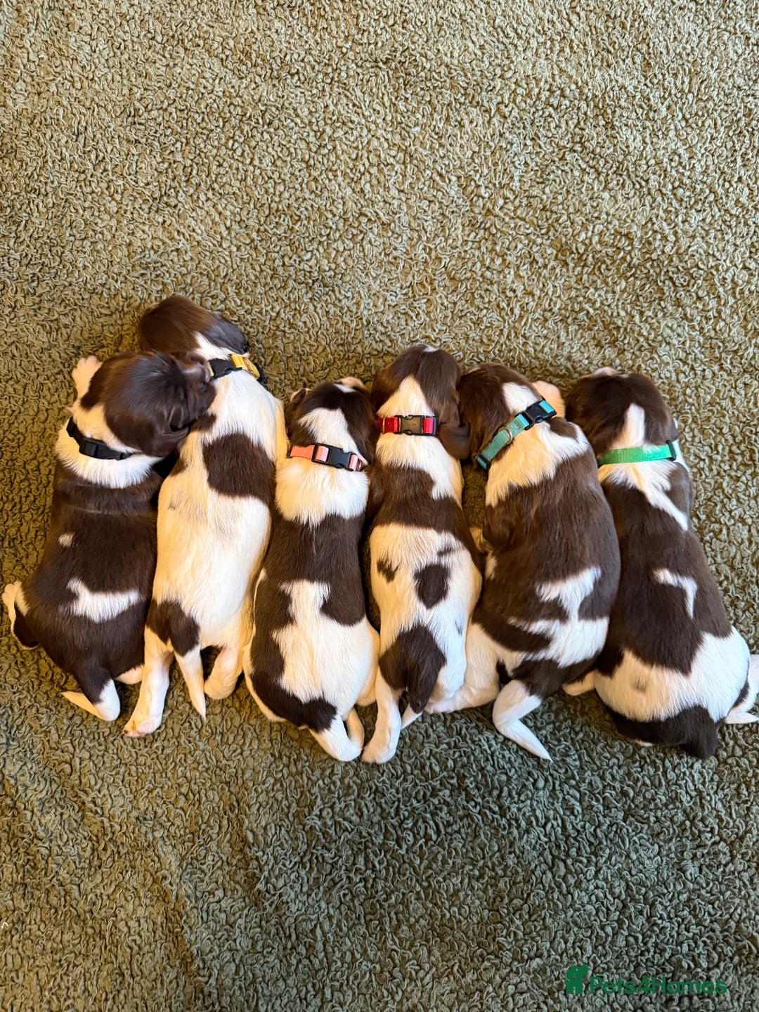 English Springer Spaniel dogs for sale: 🐶 6 x KC REG SPRINGER SPANIELS READY 30th OCT 🎃 - Image 4