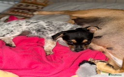 Jack Russell dogs for sale: 🐾Jack Russell Puppies🐾 - Image 40