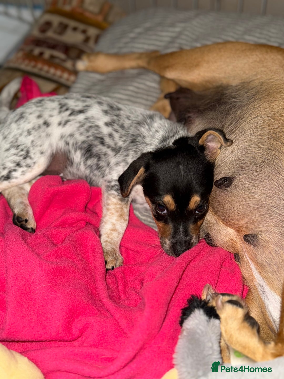 Jack Russell dogs for sale: 🐾Jack Russell Puppies🐾 - Image 40