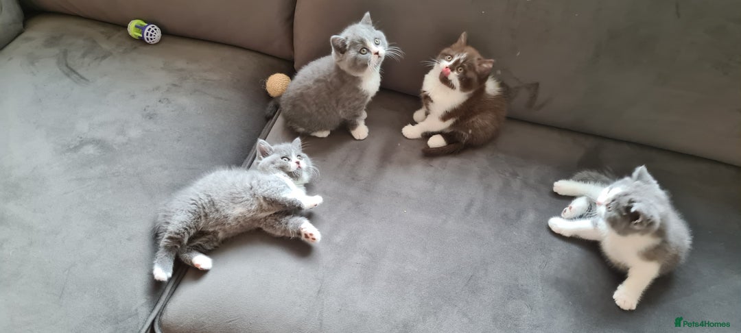 British Shorthair cats for sale: 4 Sweet PEDIGREE kittens - Image 1