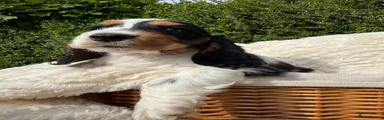 Cocker Spaniel 5
