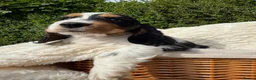 Cocker Spaniel dogs for sale: Extensively Health tested Parents & UNIQUE colours - Advert 8