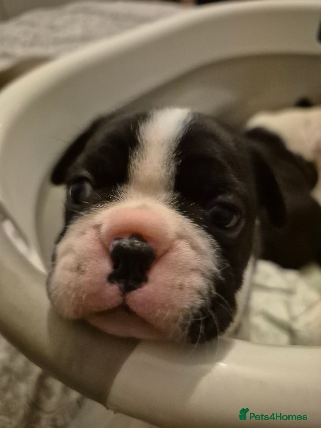 Boston Terrier dogs for sale: BOSTON TERRIER PUPPIES - Image 3