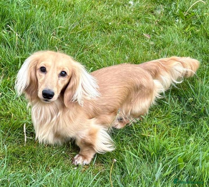 Dachshund dogs KC reg, champion bloodline, female mini dachshund - Advert 1