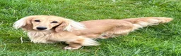 Dachshund dogs for sale: KC reg, champion bloodline, female mini dachshund - Advert 1