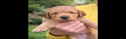 Golden Retriever dogs for sale: Fox red golden retriever puppies  - Advert 5