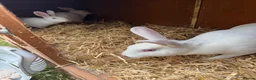 Rex rabbits for sale: Rex babies  - Advert 2