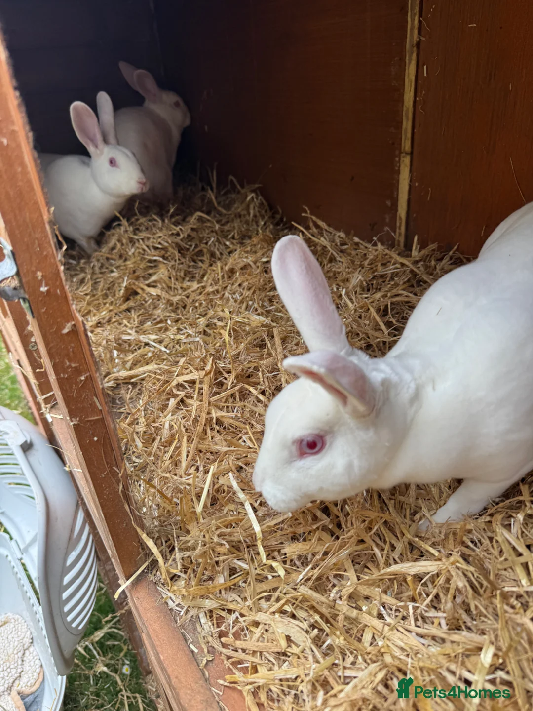 Rex rabbits for sale: Rex babies  - Advert 2