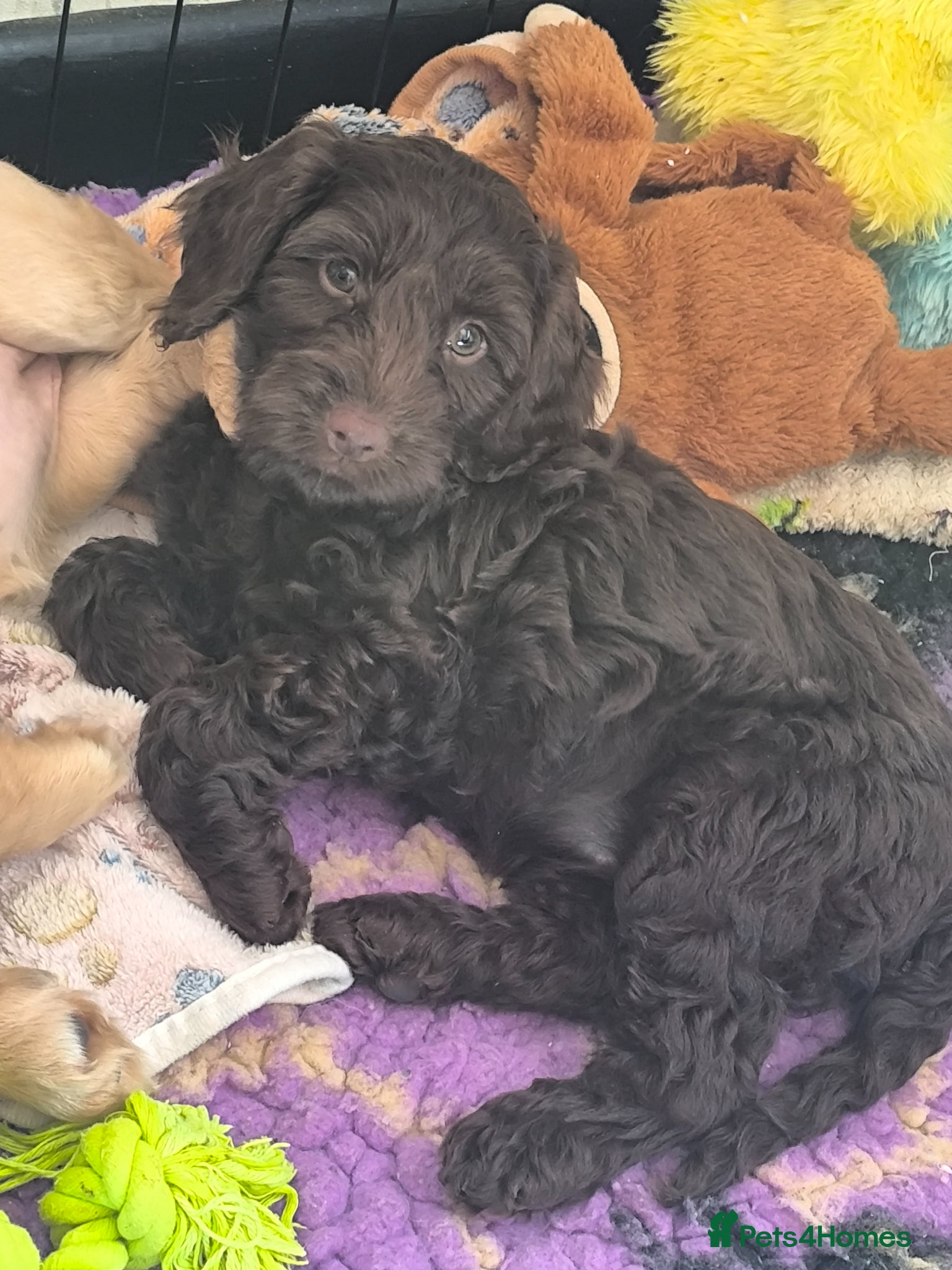 Cockapoo dogs Only 2 girls left! Gorgeous Cockapoo Puppies 🐾 - Advert 1