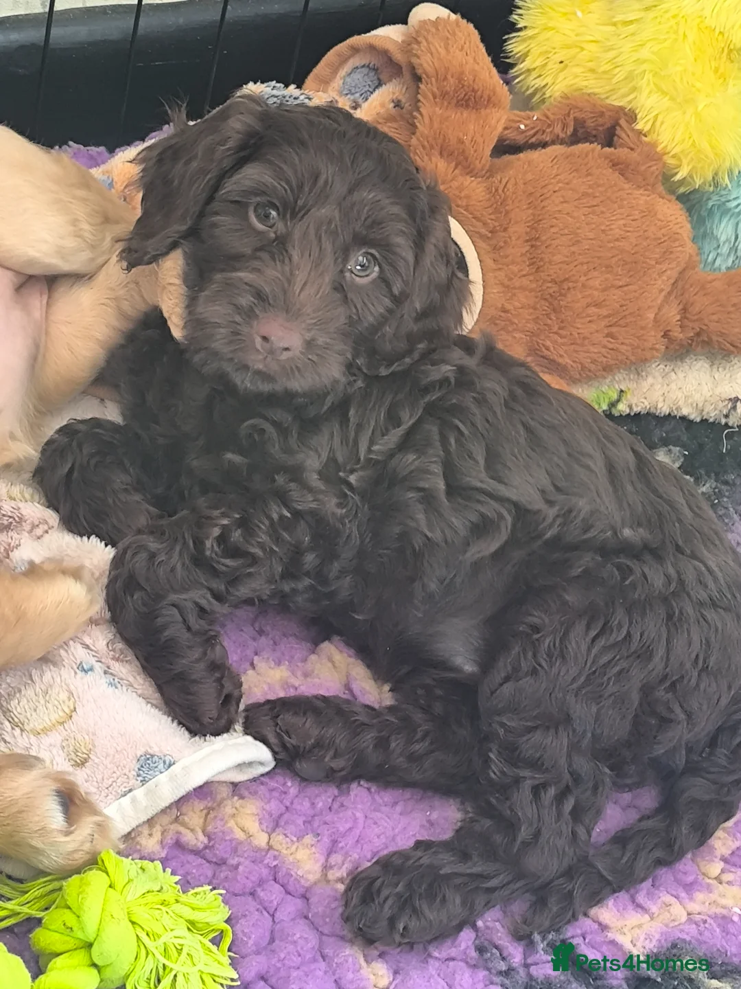 Cockapoo dogs for sale: Only 2 girls left! Gorgeous Cockapoo Puppies 🐾 - Advert 1