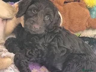 Cockapoo dogs Only 2 girls left! Gorgeous Cockapoo Puppies 🐾 - Advert 1