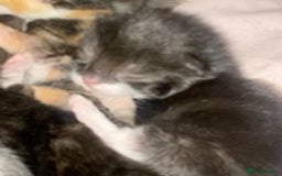 Mixed Breed cats for sale: Beautiful unique litter of 5 🩵💜🩵💜🩵 - Image 5