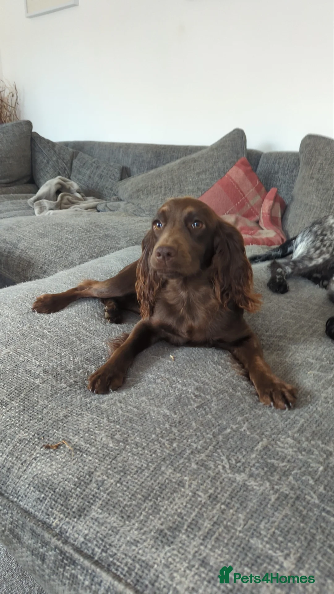 Cocker Spaniel dogs for sale: Working Cocker Spaniel Puppies - Advert 2