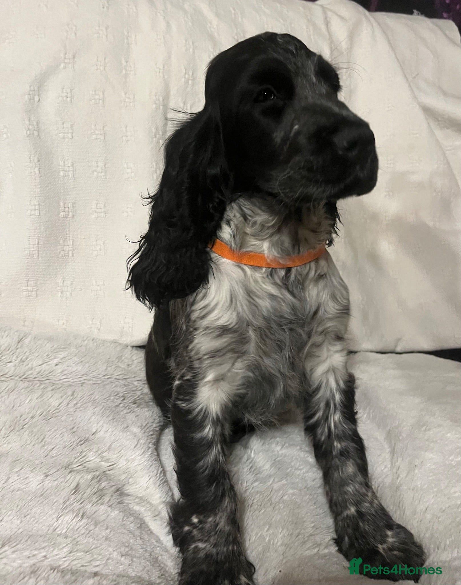 Cocker Spaniel dogs Show type cocker spaniel puppies  - Advert 4