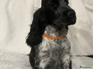 Cocker Spaniel dogs Show type cocker spaniel puppies - Advert 4
