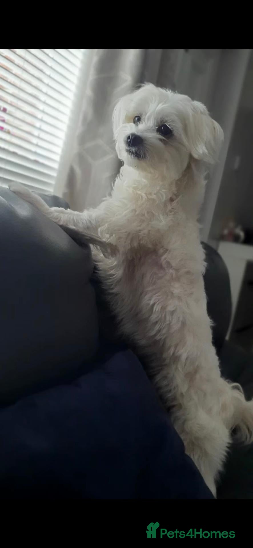 Mixed Breed dogs Maltese-Bichon puppies for sale 4 boys available - Advert 12