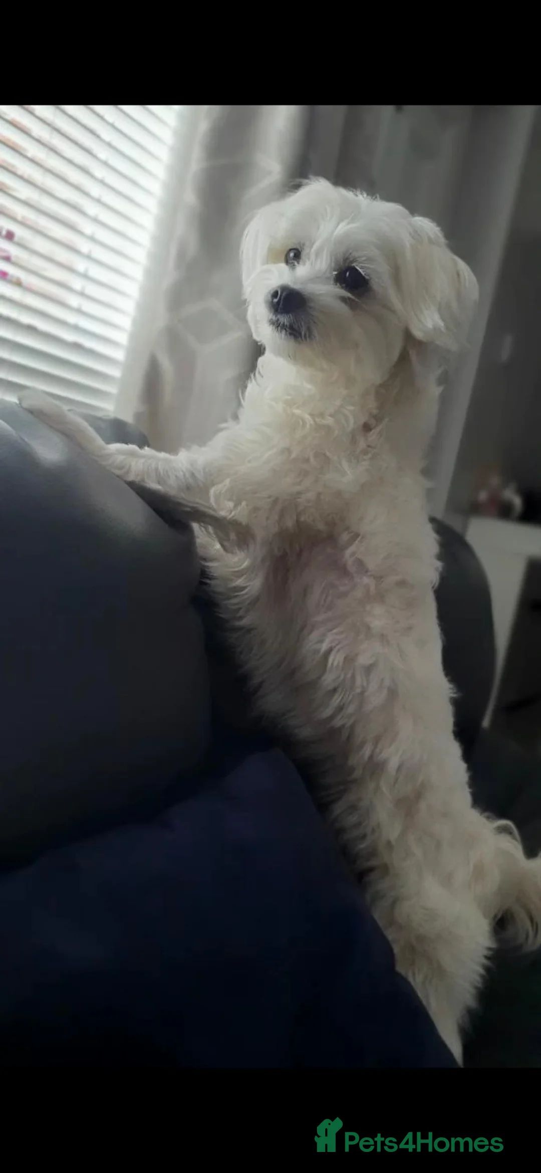 Mixed Breed dogs for sale: Maltese-Bichon puppies for sale 4 boys available - Advert 1