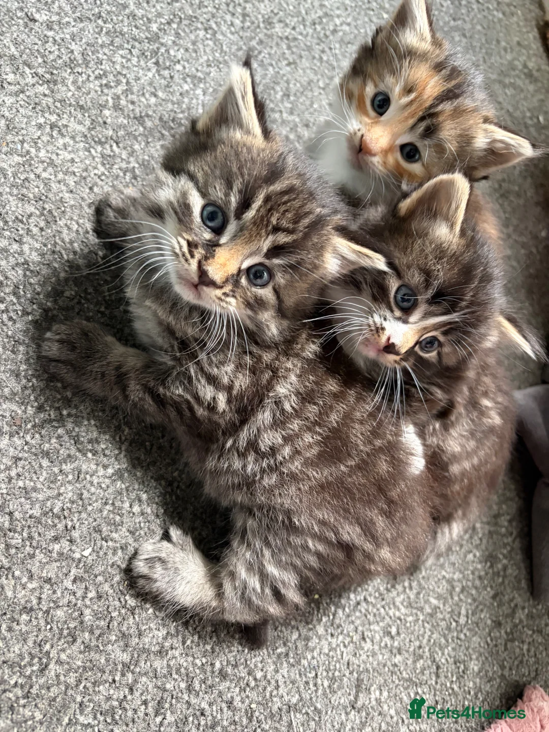 Mixed Breed cats for sale: Gorgeous longhaired tabby ginger kittens - Advert 1