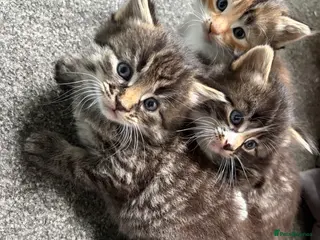 Mixed Breed cats Gorgeous longhaired tabby ginger kittens - Advert 3