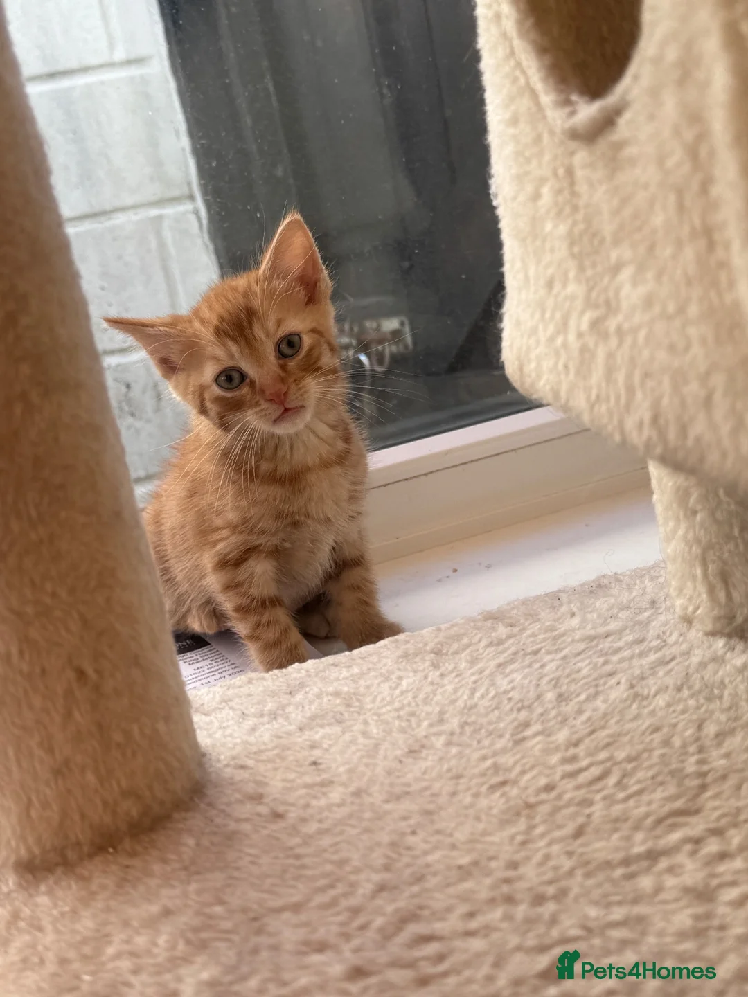 Mixed Breed cats for sale: Cute fuzzy kitten(LAST FEMALE TORTOISESHELL LEFT) - Advert 2