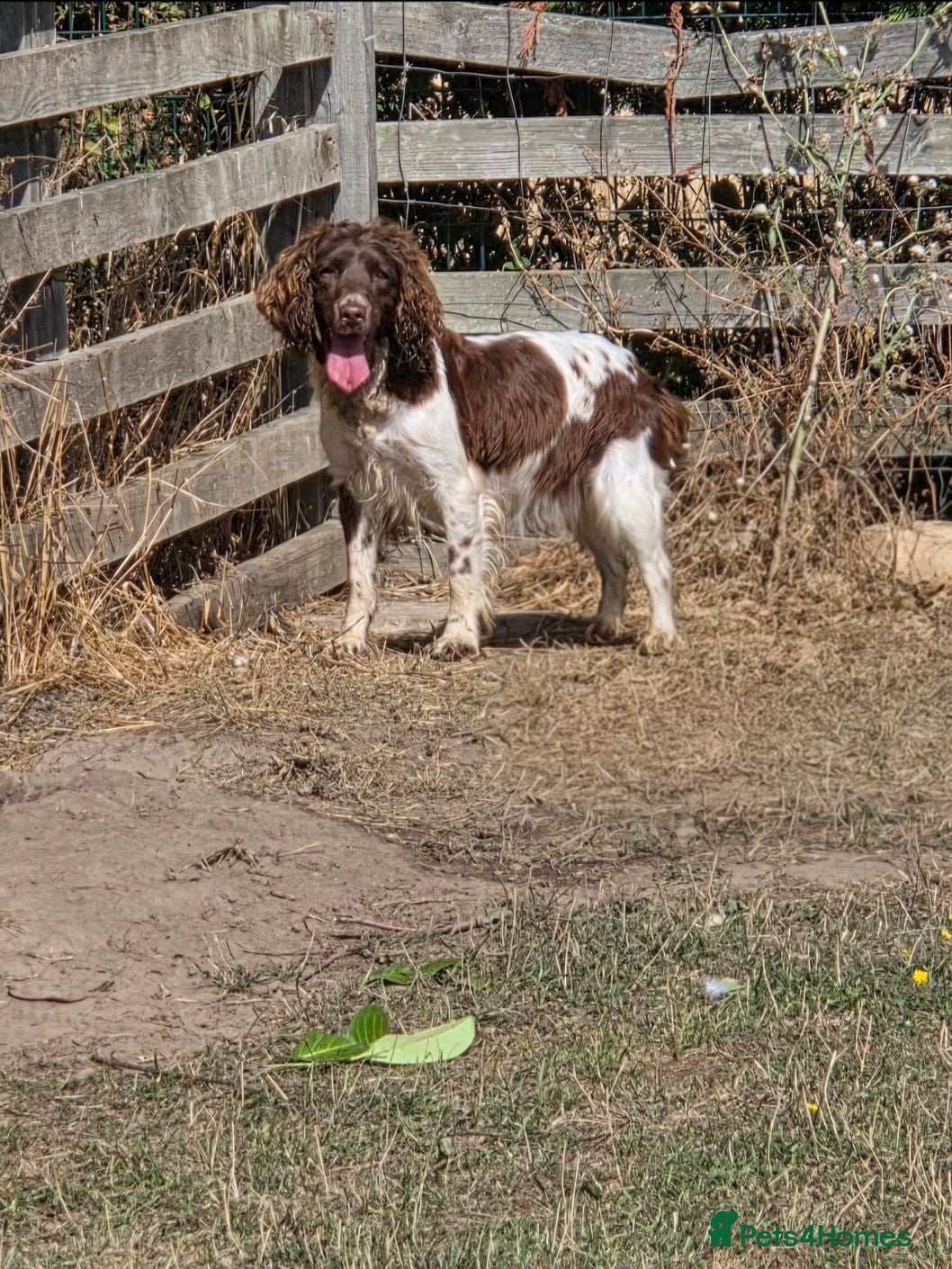 English Springer Spaniel dogs 🐾 Beautiful KC Reg Springer Spaniel Puppies 🐾 - Advert 2