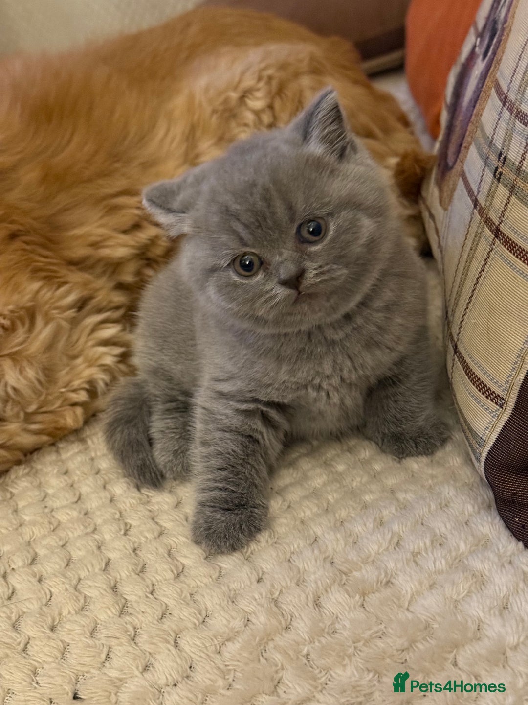 British Shorthair cats for sale: Blue British Shorthair Girl-GCCF-Stunning Baby - Advert 6