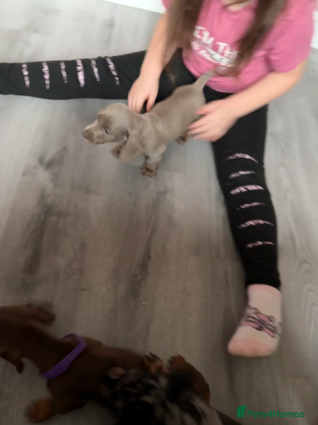 Miniature Dachshund dogs for sale: Miniature dachshund  - Advert 9