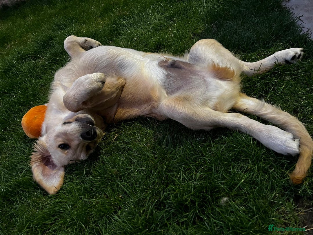Golden Retriever dogs for stud: Our Loveable Goof in Woking - Image 16