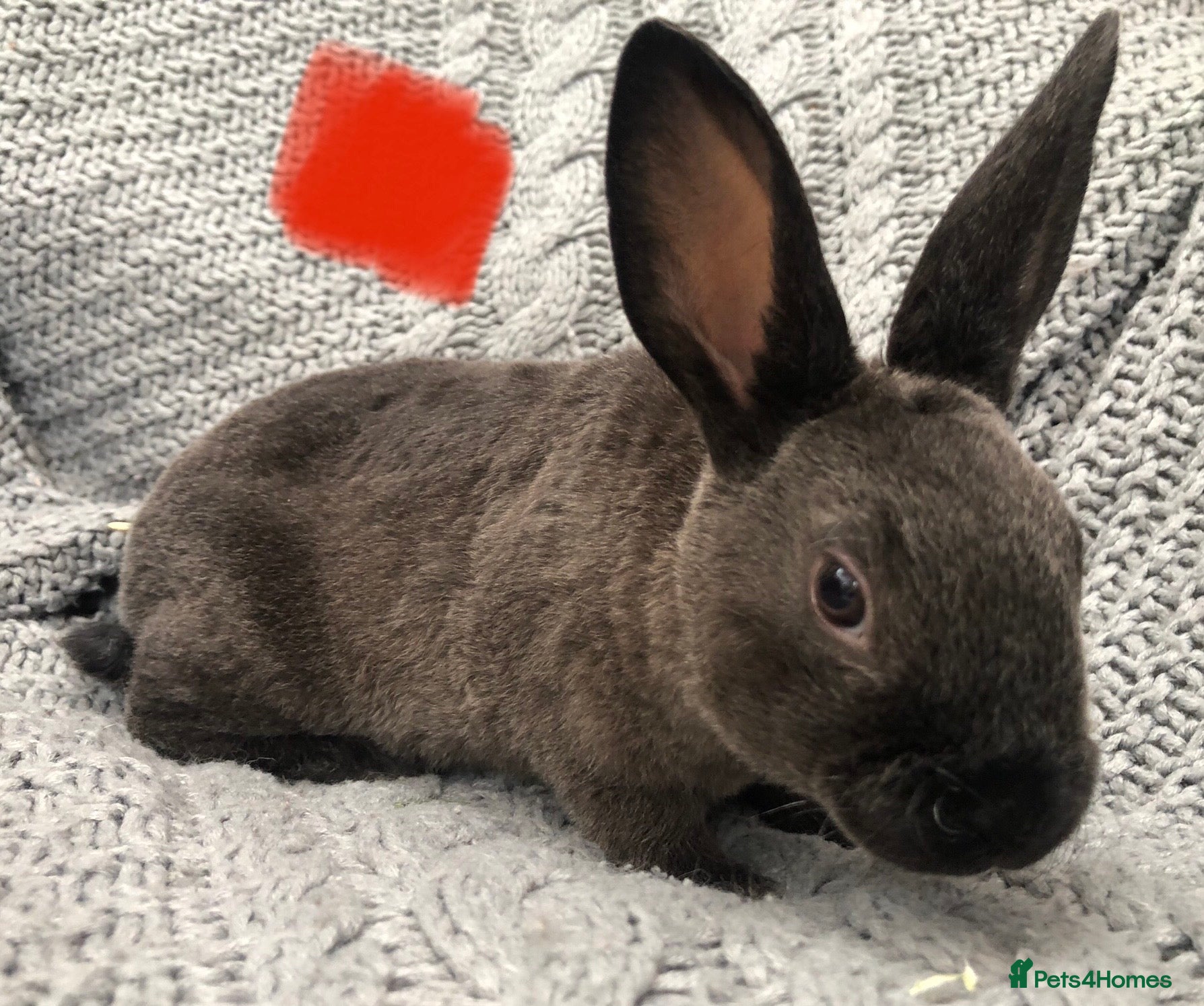 Rex rabbits Beautiful velvet mini Rex & Rex rabbits - Advert 8