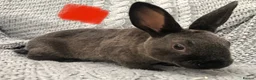 Rex rabbits for sale: Beautiful velvet mini Rex & Rex rabbits - Advert 1
