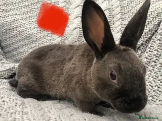 Rex rabbits Beautiful velvet mini Rex & Rex rabbits - Advert 8