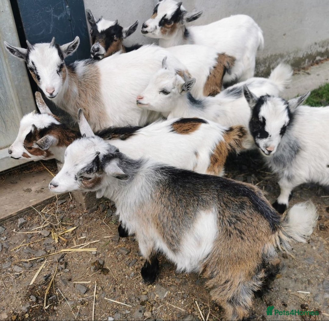 Goats livestock for sale: Adorable Pygmy Goats For Sale! - Image 3