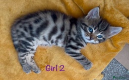 Bengal cats for sale: 3/4 Bengal - cross kittens  - Image 10