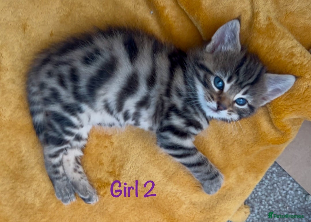 Bengal cats for sale: 3/4 Bengal - cross kittens  - Image 10