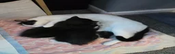 Mixed Breed cats for sale: Kittens - Advert 1