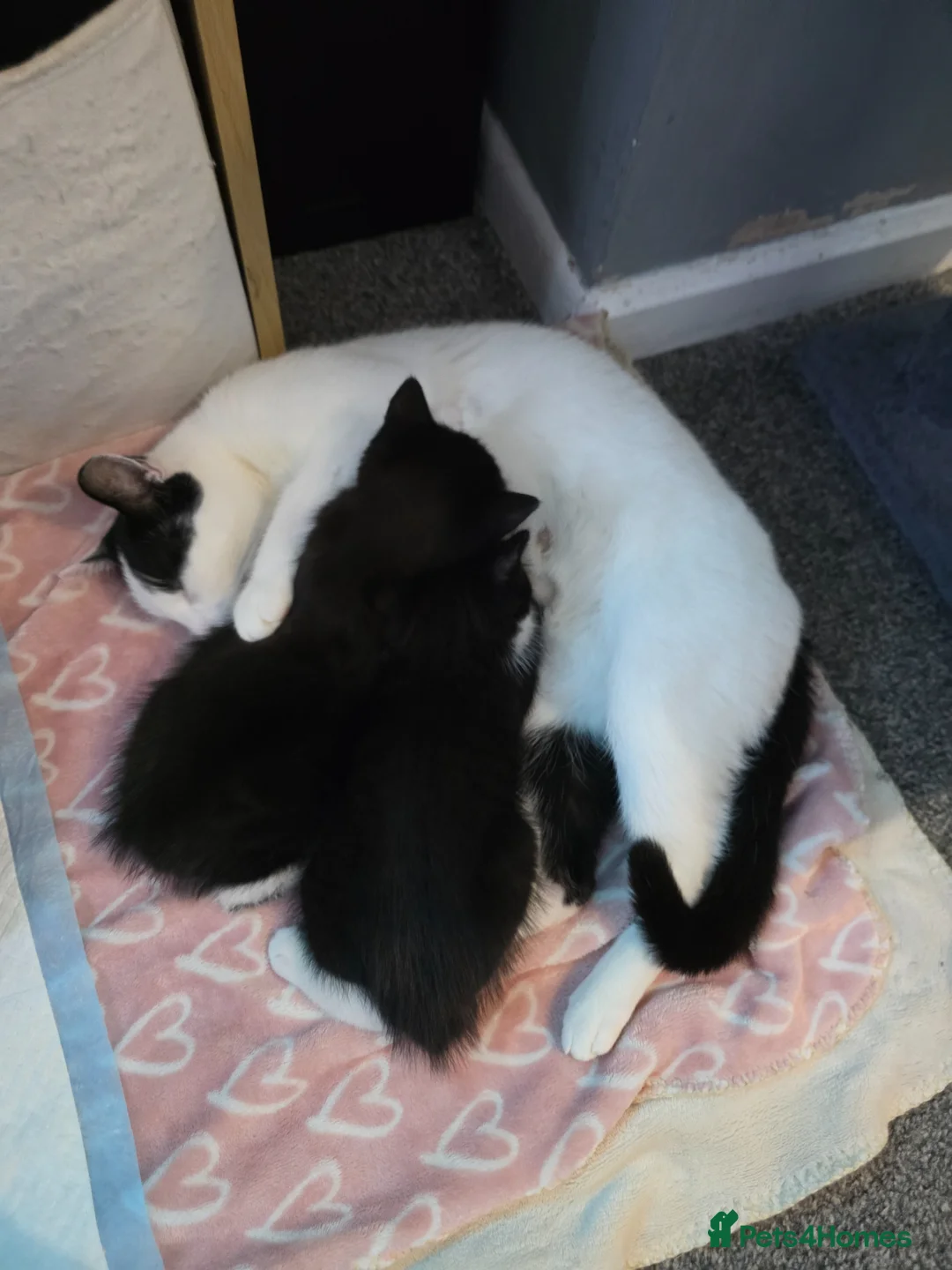 Mixed Breed cats for sale: Kittens - Advert 1